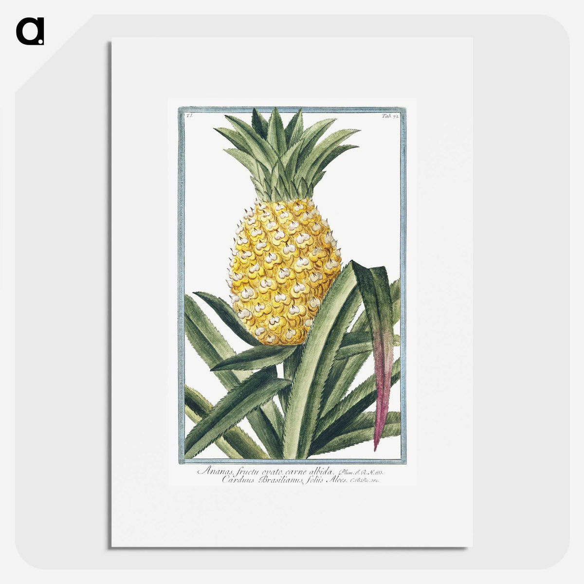1-1_Hortus-Romanus-Botanical-Plates_picture