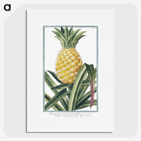 1-1_Hortus-Romanus-Botanical-Plates_picture