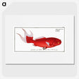 1-1_Ichtyologie-ou-Histoire-naturelle_picture