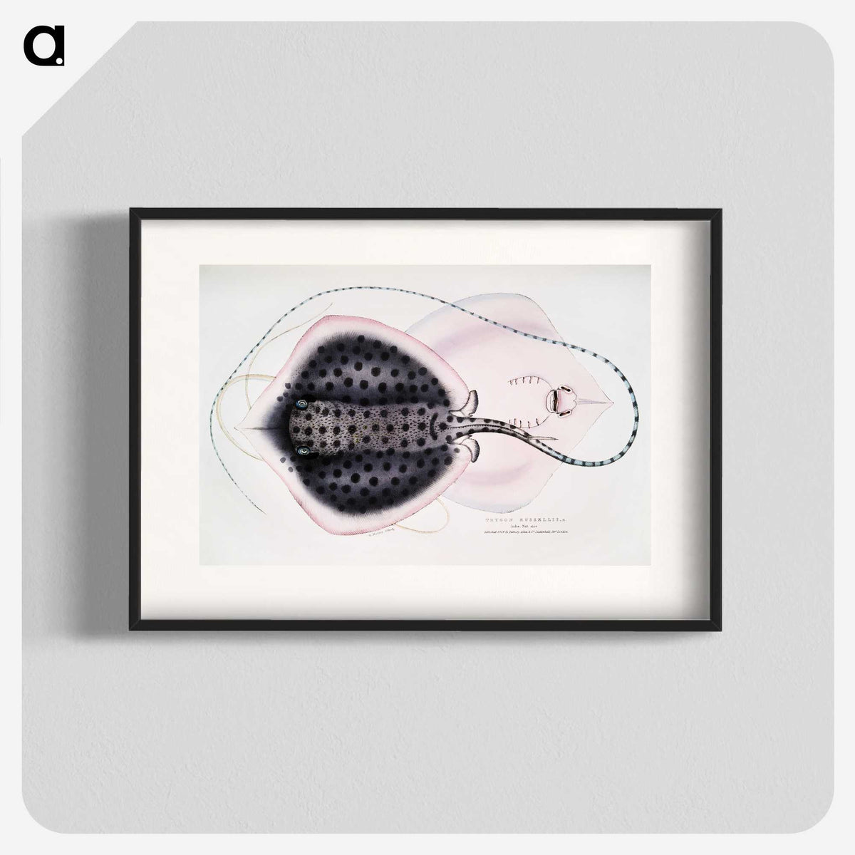 1-1_Indian-Zoology_blk