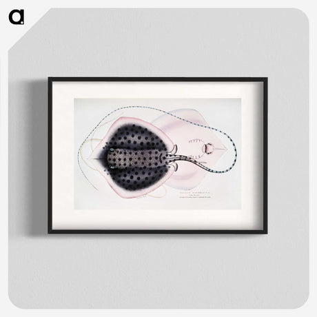 1-1_Indian-Zoology_blk