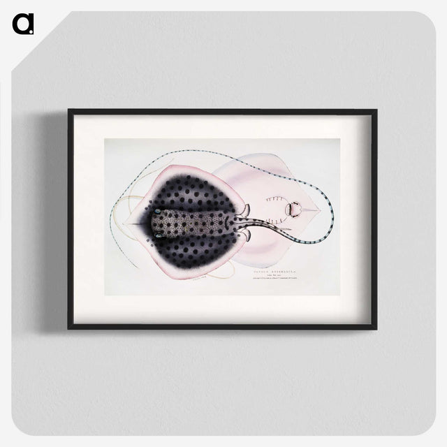 1-1_Indian-Zoology_blk
