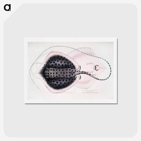 1-1_Indian-Zoology_hagaki