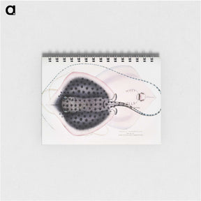 1-1_Indian-Zoology_memo