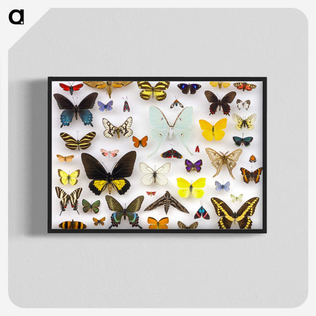 1-1_Insects-Unlocked-Project_blk-crop