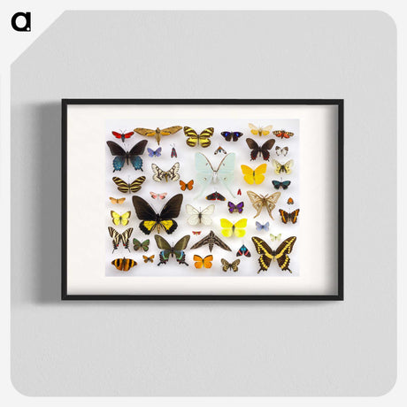1-1_Insects-Unlocked-Project_blk