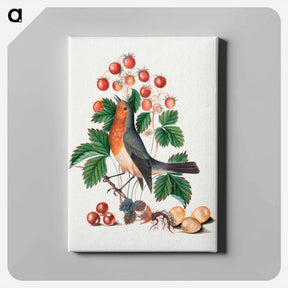 アートパネル-European Robin and Wild Strawberry
 - ジェームズ ボルトン Canvas.