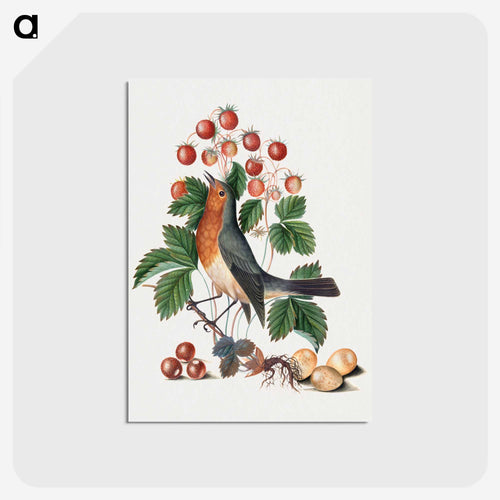 European Robin and Wild Strawberry
 - ジェームズ ボルトン Postcard.