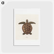 アートポストカード-Tortoise
 - ジェームス ヒース Postcard.