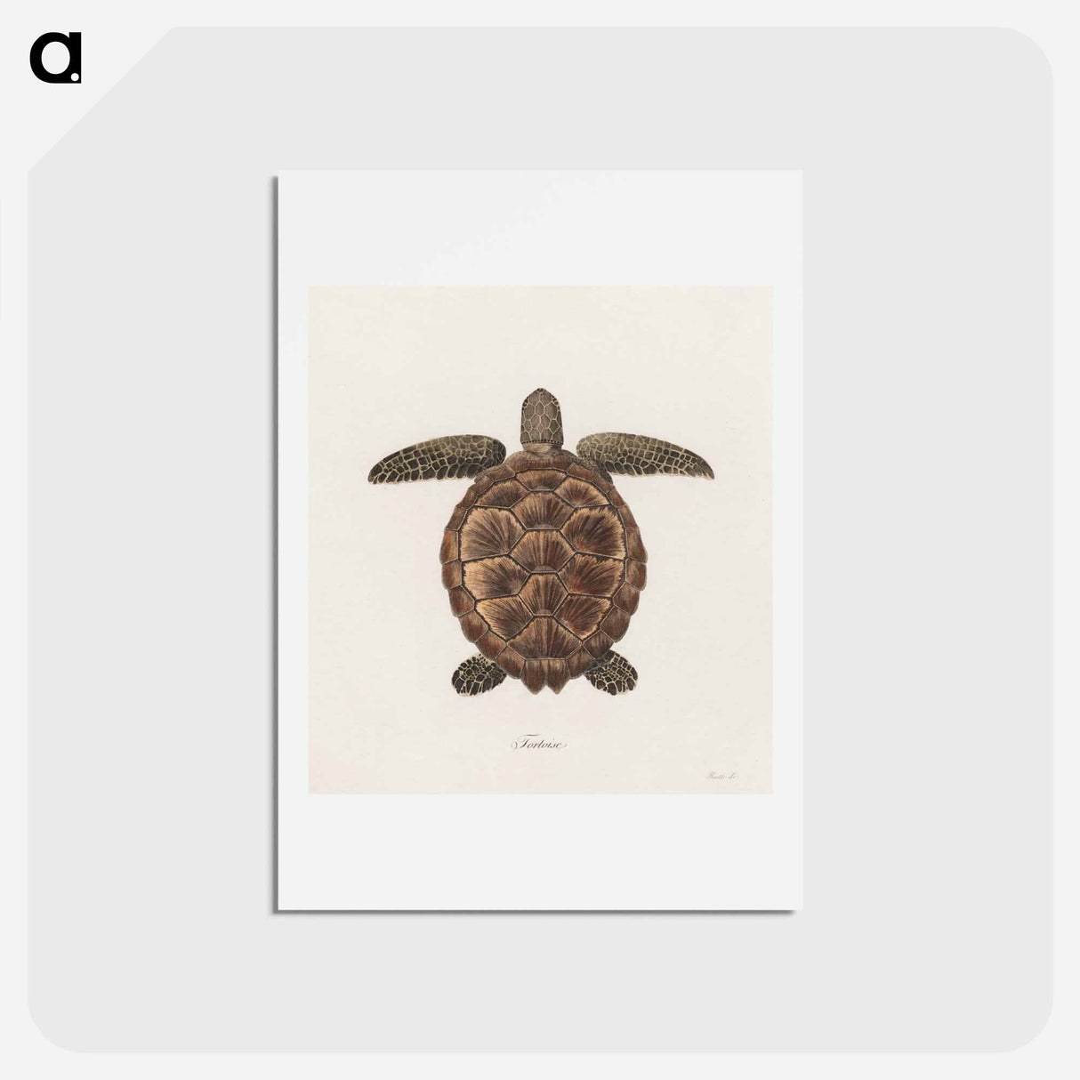 アートポストカード-Tortoise
 - ジェームス ヒース Postcard.