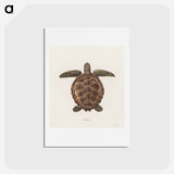 アートポストカード-Tortoise
 - ジェームス ヒース Postcard.