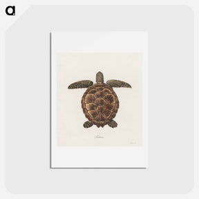 アートポストカード-Tortoise
 - ジェームス ヒース Postcard.