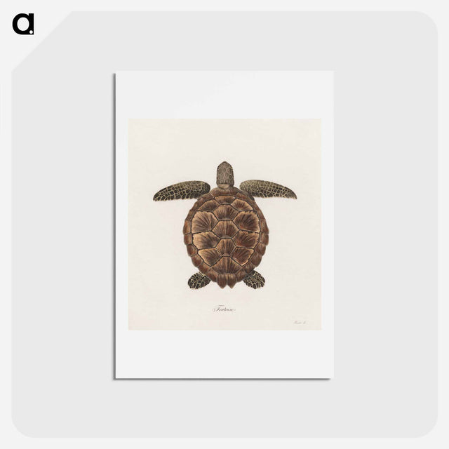 アートポストカード-Tortoise
 - ジェームス ヒース Postcard.