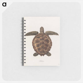 アートメモ帳-Tortoise
 - ジェームス ヒース Memo.
