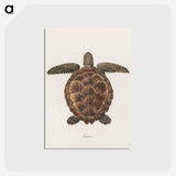 アートポストカード-Tortoise
 - ジェームス ヒース Postcard.