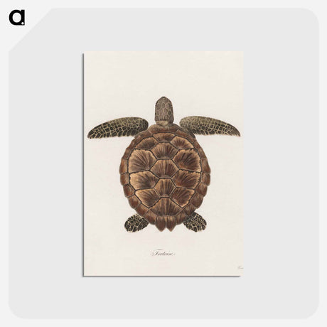 アートポストカード-Tortoise
 - ジェームス ヒース Postcard.