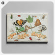 1-1_Jan-Van-Kessel_canvas