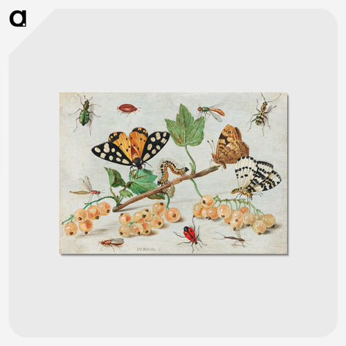 Insects and Fruits
 - ヤン ファン ケッセル Postcard.