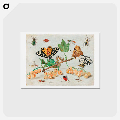 アートポストカード-Insects and Fruits
 - ヤン ファン ケッセル Postcard.