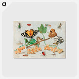 アートポストカード-Insects and Fruits
 - ヤン ファン ケッセル Postcard.