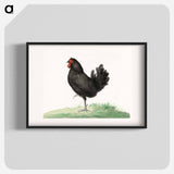 Standing black chicken drawing in high resolution by Jean Bernard. - Jean Bernard Poster.