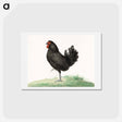 アートポストカード-Standing black chicken drawing in high resolution by Jean Bernard. - ジャン ベルナール Postcard.