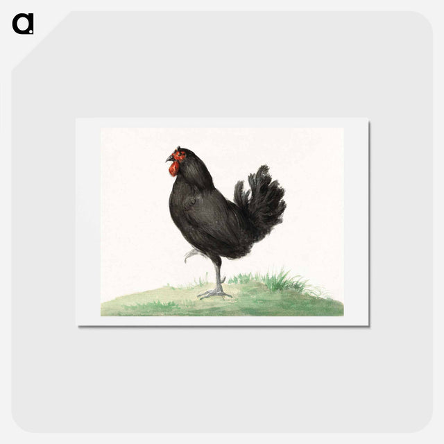 アートポストカード-Standing black chicken drawing in high resolution by Jean Bernard. - ジャン ベルナール Postcard.
