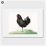 Standing black chicken drawing in high resolution by Jean Bernard. - Jean Bernard Poster.