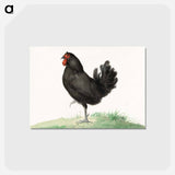 アートポストカード-Standing black chicken drawing in high resolution by Jean Bernard. - ジャン ベルナール Postcard.