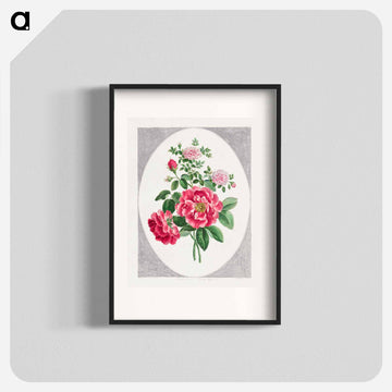 Damask Rose
 - ジョン エドワーズ Poster.