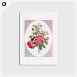 アートポストカード-Damask Rose
 - ジョン エドワーズ Postcard.