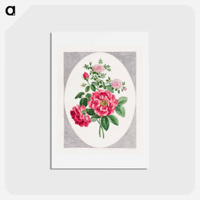 アートポストカード-Damask Rose
 - ジョン エドワーズ Postcard.