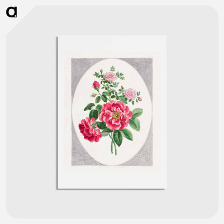 アートポストカード-Damask Rose
 - ジョン エドワーズ Postcard.