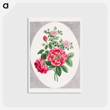 アートポストカード-Damask Rose
 - ジョン エドワーズ Postcard.