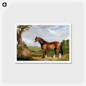アートポストカード-Clydesdale Stallion
 - ジョン フレデリック ヘリング Postcard.