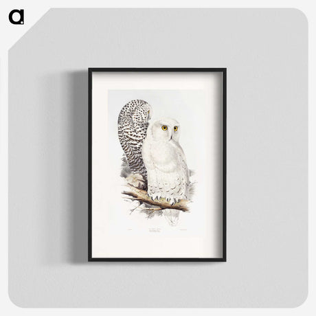 1-1_John-Gould_blk