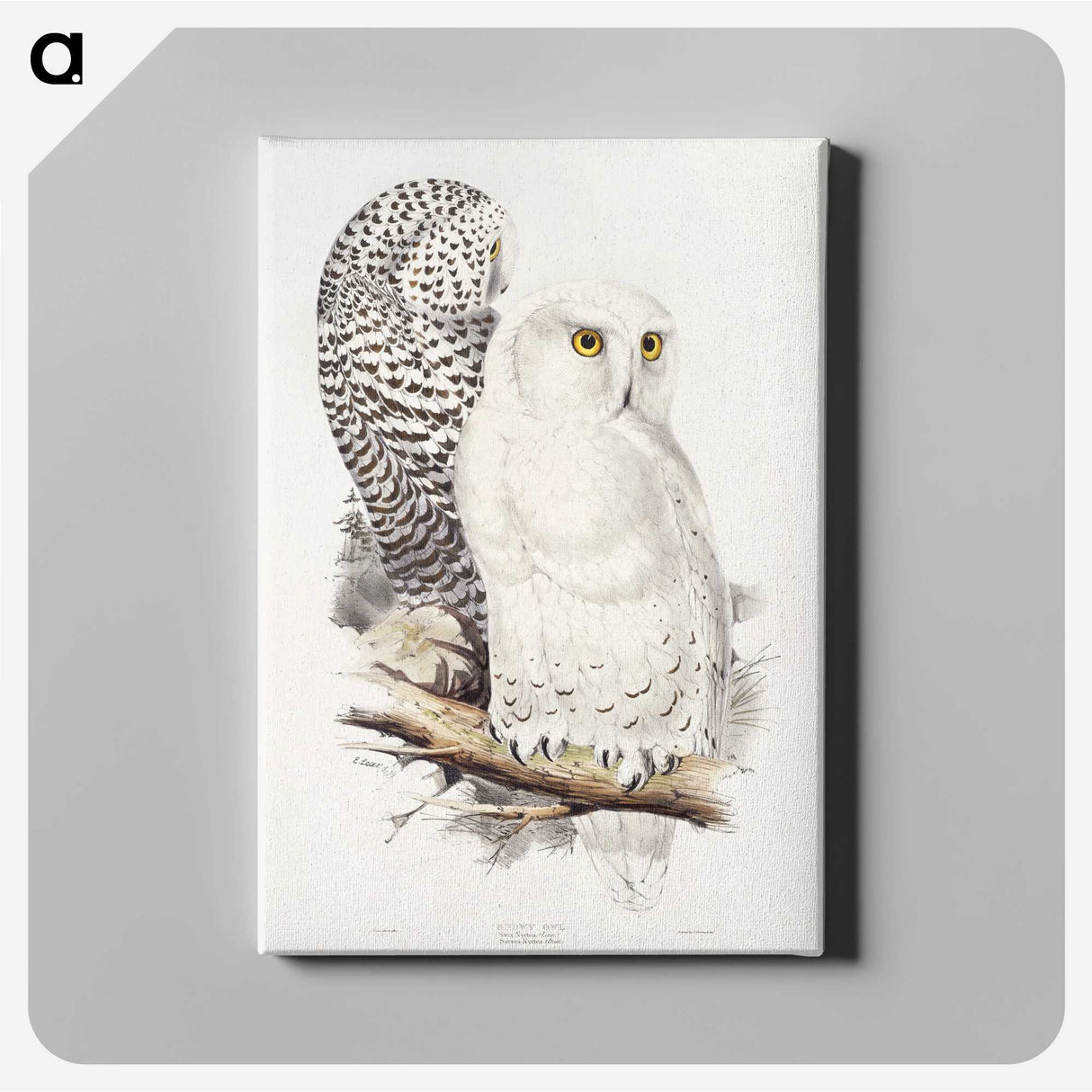 1-1_John-Gould_canvas
