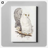 1-1_John-Gould_canvas