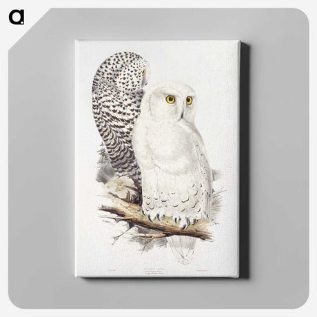1-1_John-Gould_canvas
