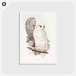 アートポストカード-Snowy Owl
 - ジョン グールド Postcard.