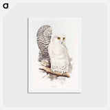 アートポストカード-Snowy Owl
 - ジョン グールド Postcard.