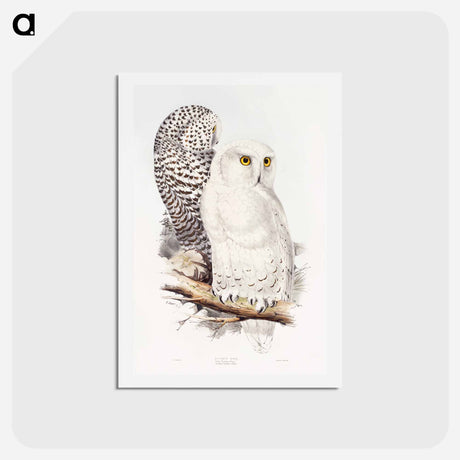 アートポストカード-Snowy Owl
 - ジョン グールド Postcard.