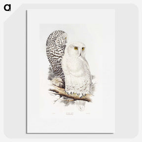 1-1_John-Gould_picture