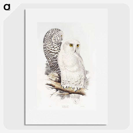 1-1_John-Gould_picture