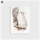 アートポストカード-Snowy Owl
 - ジョン グールド Postcard.
