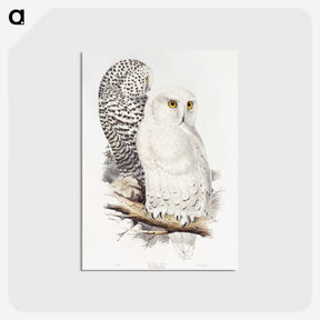 1-1_John-Gould_postcard