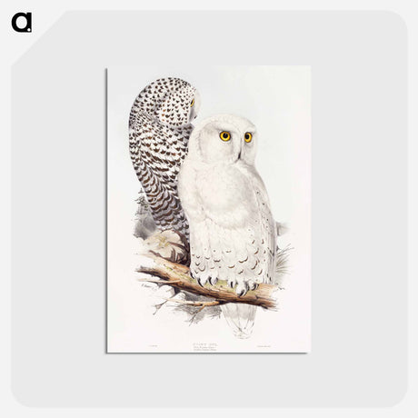 アートポストカード-Snowy Owl
 - ジョン グールド Postcard.