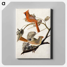 アートパネル-Cardinal Grosbeak
 - ジョン ジェームス オーデュボン Canvas.