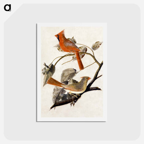 アートポストカード-Cardinal Grosbeak
 - ジョン ジェームス オーデュボン Postcard.