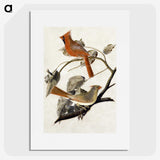1-1_John-James-Audubon_picture